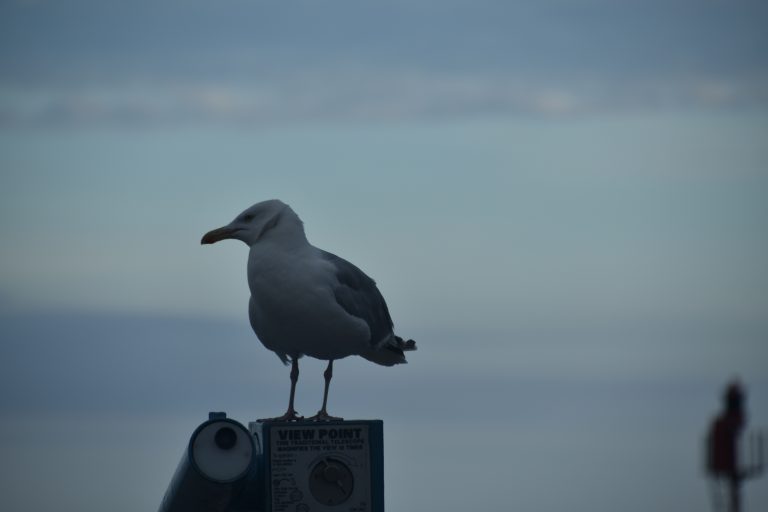 Looe (34) (Looe)