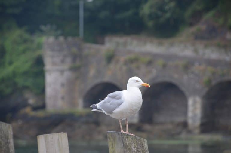 Looe (39) (Looe)