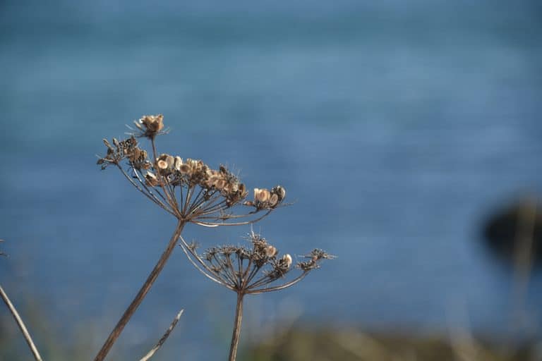 Looe (62) (Looe)