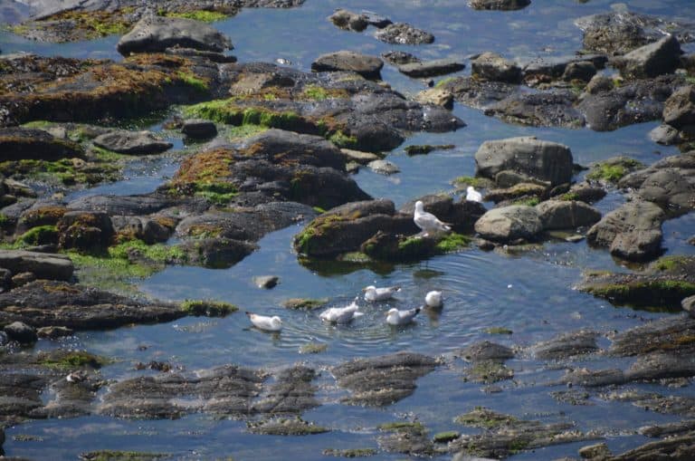 Looe (74) (Looe)
