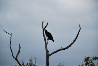 a vulture waiting to eat the dead crabs perched on the tree along the road
