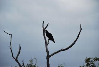 Cienfuegos and vicinity (1)