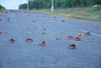 many crabs crossing the road between Trinidad and Cienfuegos