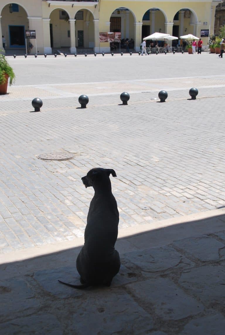 Havana (115) (Havana)