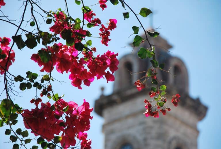 Havana (52) (Havana)