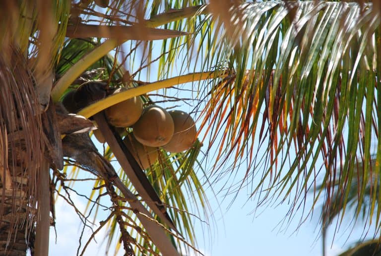 Playa Ancon (15) (Trinidad)