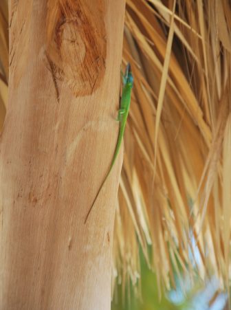 Una licertola a Playa Ancon a Cuba