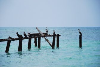 キューバ南部のアンコン・ビーチの桟橋の残骸にとまる鳥