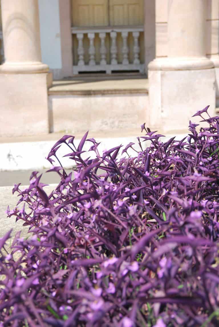 Rodus and vicinity (12) (Rodas)