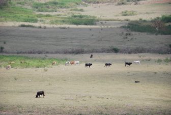 キューバのサン・アントンで牛が放牧されている光景