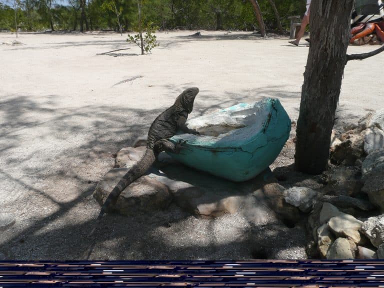 iguana-Varadero-Cuba
