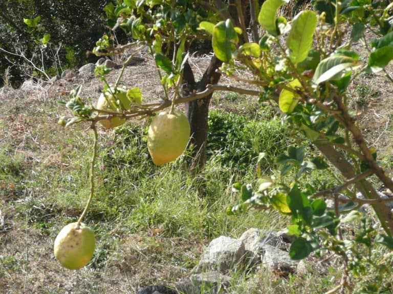 La Balagne (19) (コルシカ島)