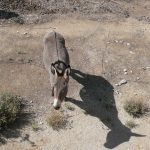 a donkey with the cross on its back