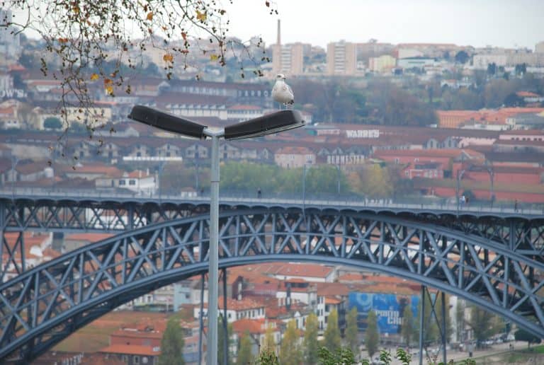 Oporto (136) (Porto)