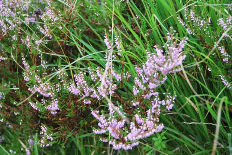 Highlands (131) (Highlands)