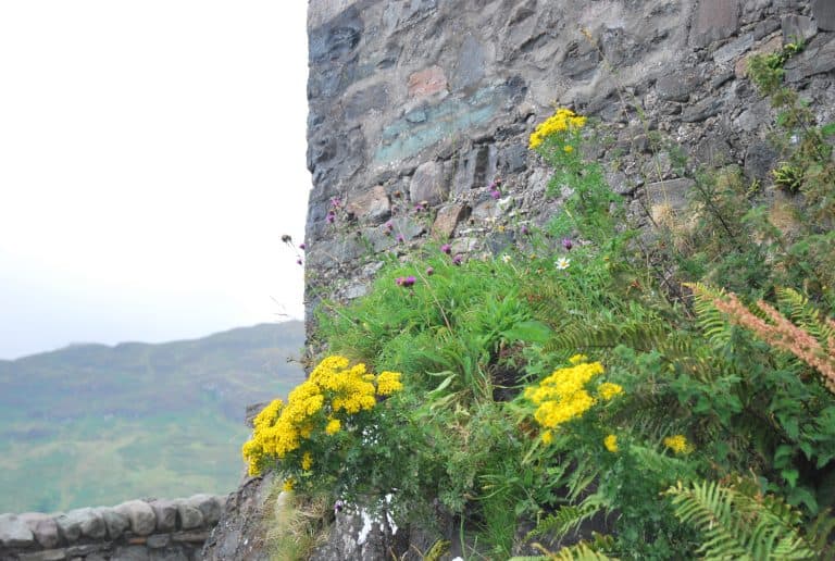 Highlands (140) (Highlands)