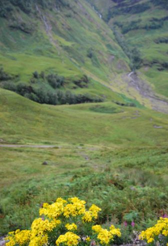 yellow flowers in Glen Coe