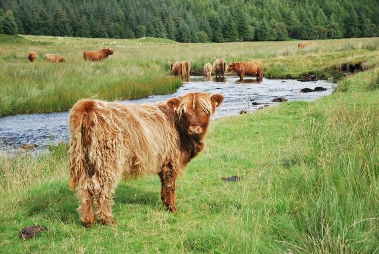 Highlands (54) (ハイランド)