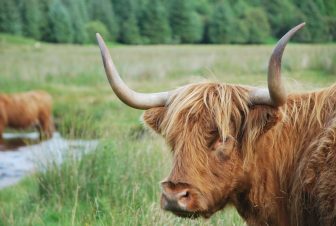 Highland Cows en la magnífica naturaleza cerca de Obam