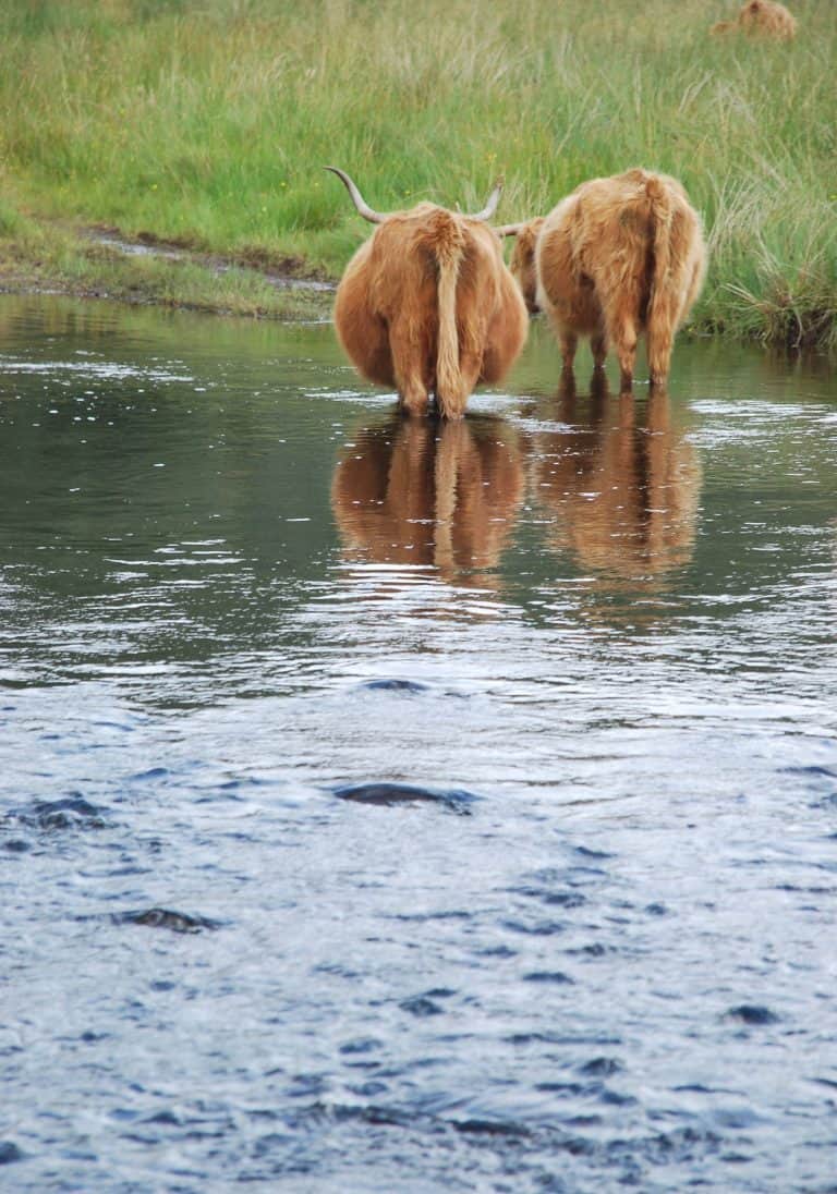 Highland-Cows-vacas-montaña-Escocia
