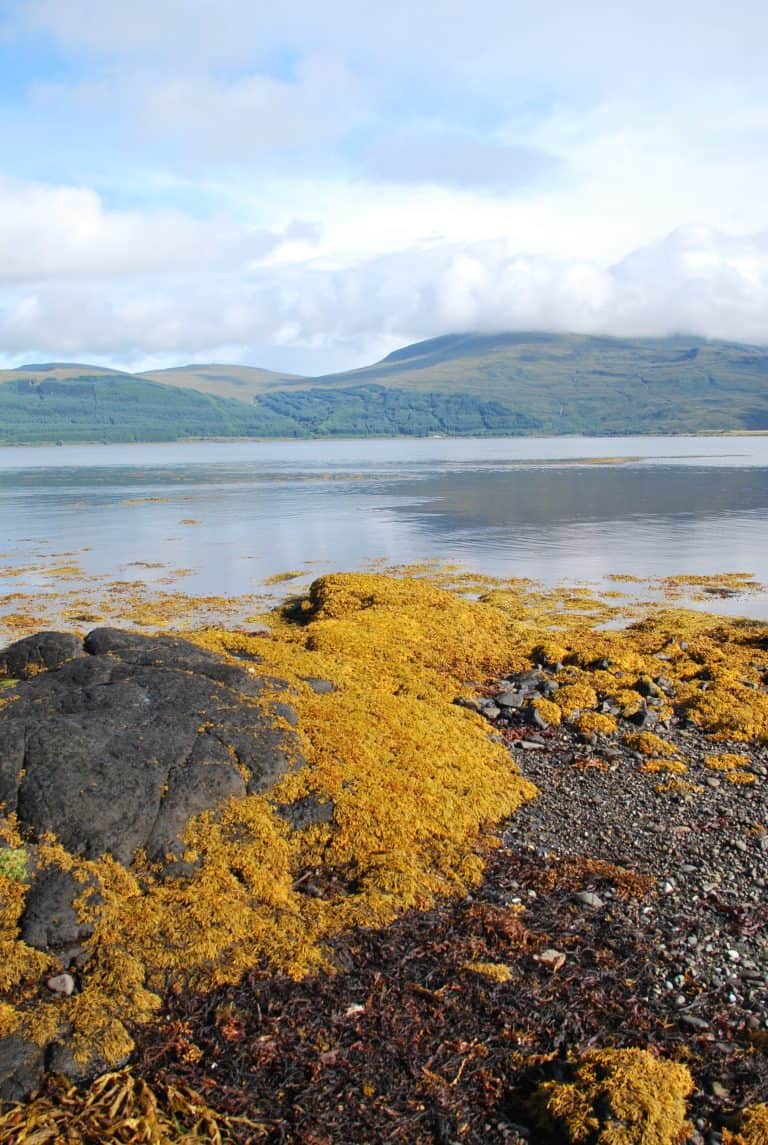 Highlands (70) (Highlands)