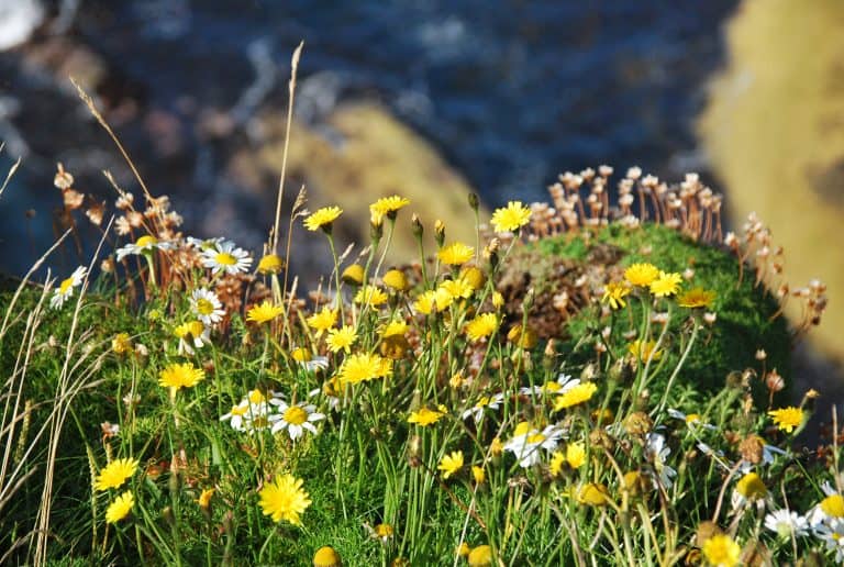 Highlands (88) (Tierras Altas de Escocia)