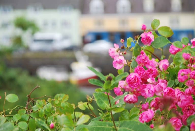Portree (18) (Highlands)