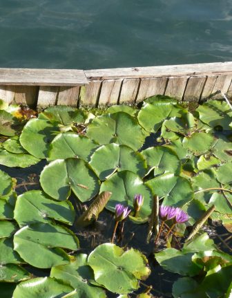 water lilies in the hot spring lake in Heviz