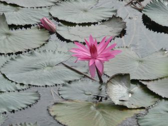 ヘビスの温泉湖に咲く花