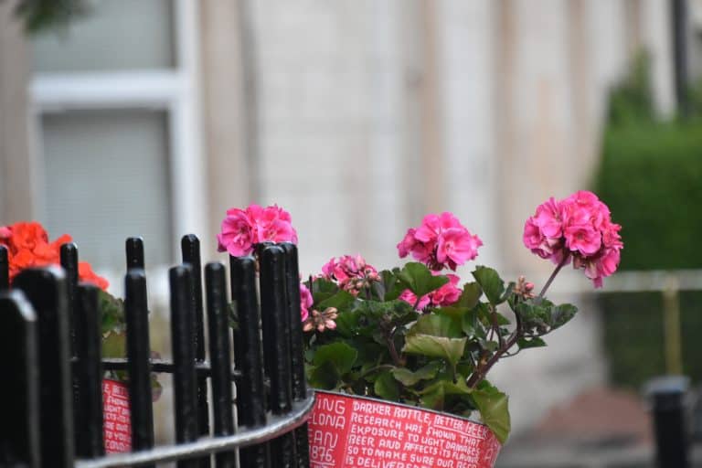 Edinburgh (19)