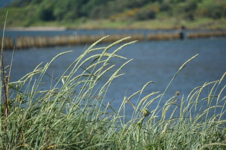 Edinburgh-Cramond (10)