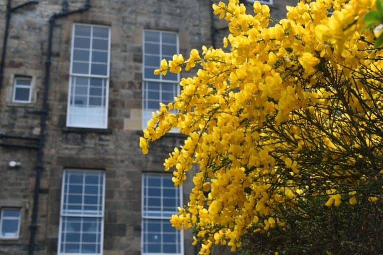 Edinburgh-Stockbridge (16)