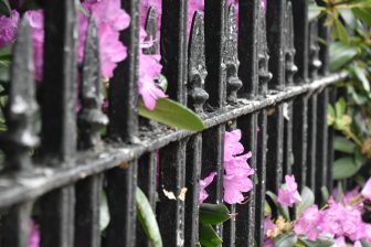 エディンバラの柵から顔を出す花