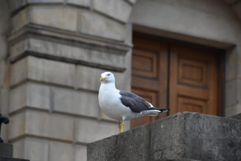 Edinburgh new town walk (27)