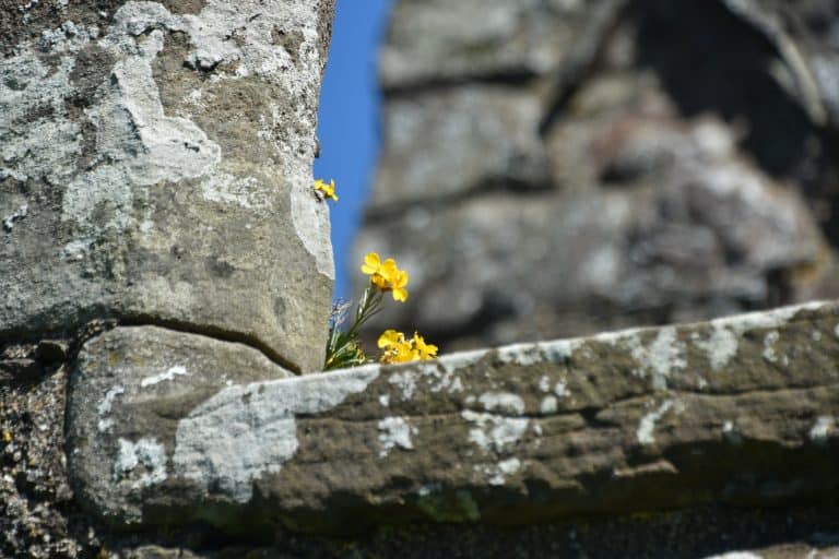 Stonehaven and vicinity (49) (Stonehaven)