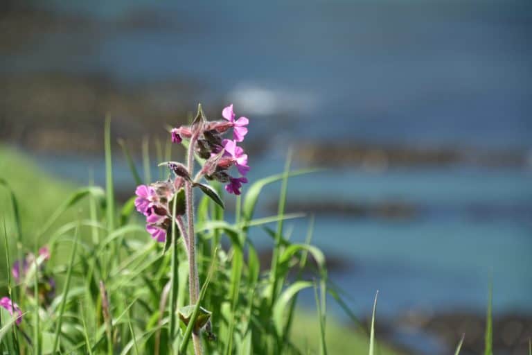 Stonehaven and vicinity (50) (Stonehaven)