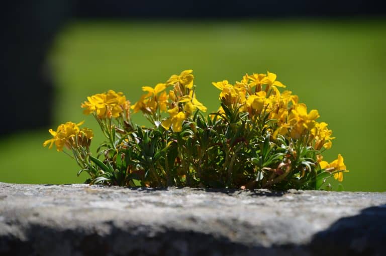 Stonehaven and vicinity (51) (Stonehaven)