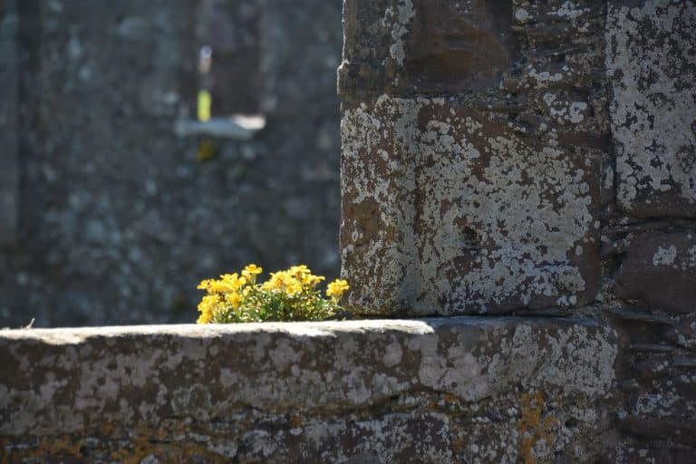 Stonehaven and vicinity (52) (Stonehaven)