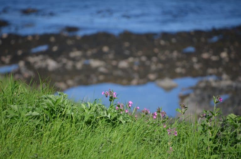 Stonehaven and vicinity (63) (Stonehaven)