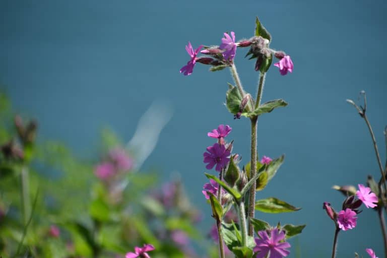 Stonehaven and vicinity (8) (ストーンヘイブン)