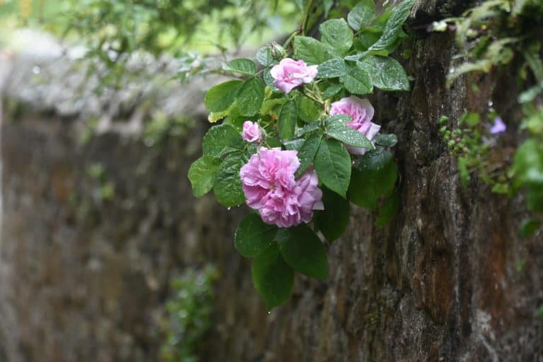 Culross in Fife (12) (Fife)