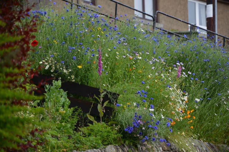 Culross in Fife (8) (Fife)