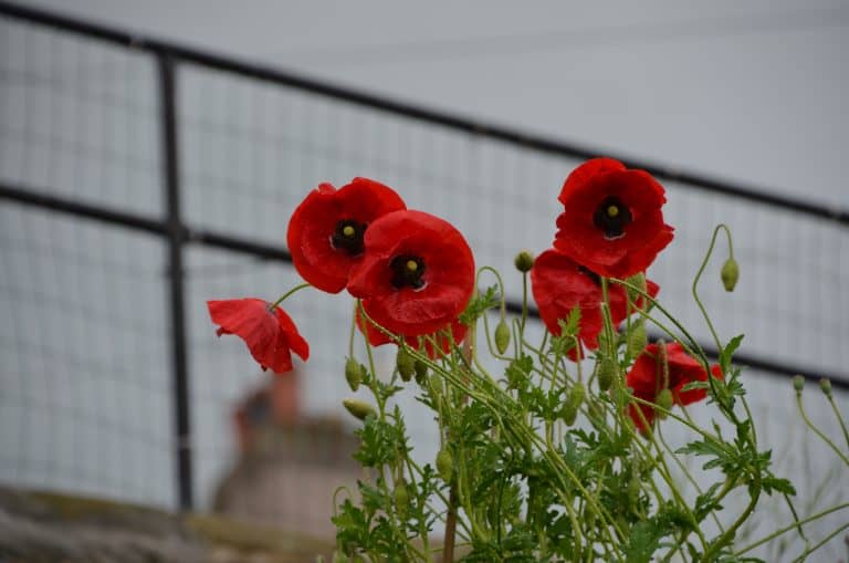 Culross in Fife (9) (Fife)
