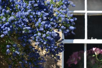 a cottage window with flowers in Falkland