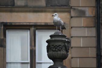 Edinburgh Old Town (13)