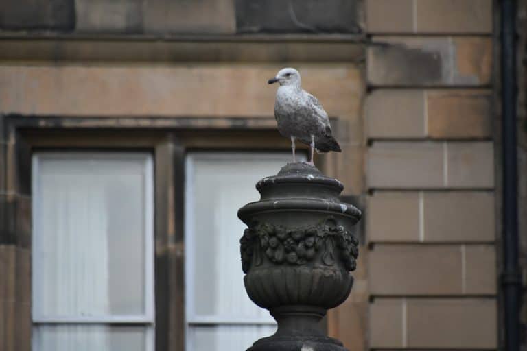 Edinburgh Old Town (9)