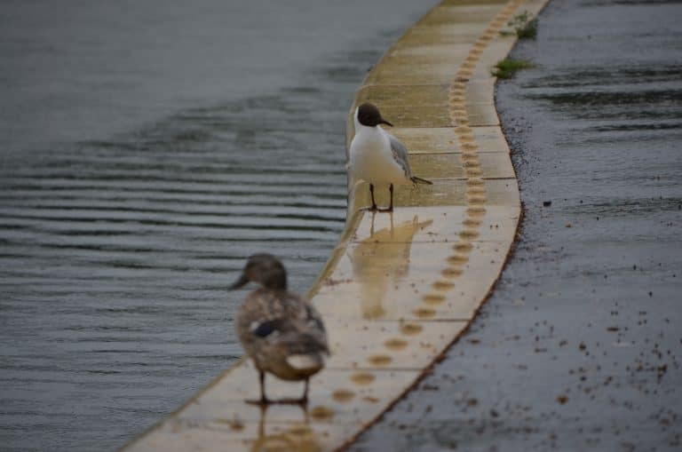 pajaros-lago-Falkrik-parque-Escocia