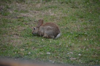 UN coniglio non lontano dal negozio di Eribé