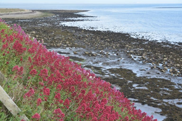 Northumberland Holy Island (13) (Northumberland)