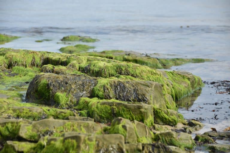 Northumberland beach (7) (Northumberland)
